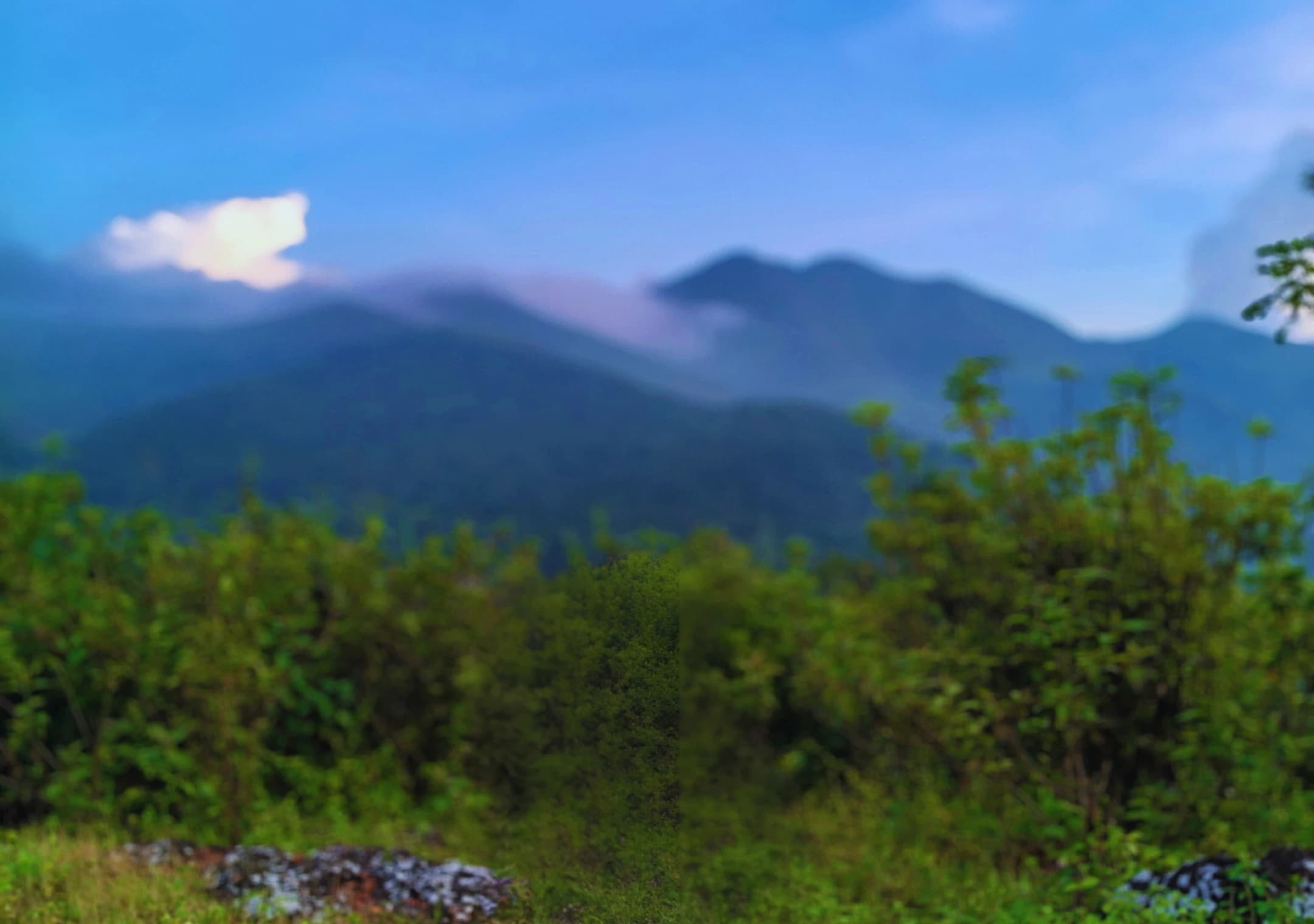 Putsil Valley mist and coffee plantations in Koraput